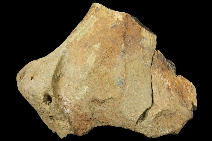 Fossil Dinosaur (Triceratops) Skull Section - North Dakota #134316
